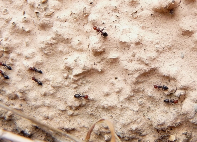 Formicidae:  Ancora Crematogaster scutellaris?  S !